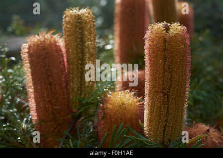 Haarnadel Banksia in Blüte Stockfoto