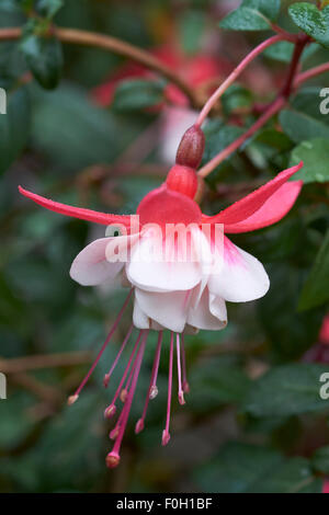 Rot rosa weiß Fuchsia Blume Stockfoto