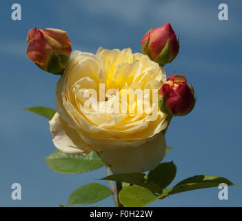 Englische Rose, David, Austin, Strauchrose, Stockfoto