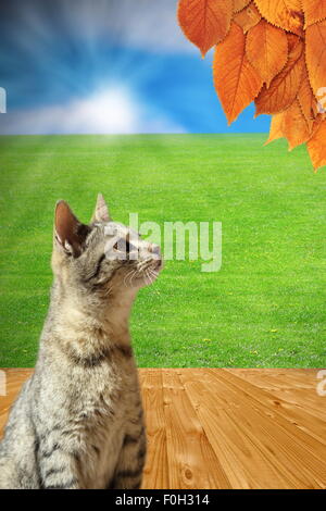 Es wird Herbst - Konzept mit gestreifte Katze betrachten verblasste Blätter von einem Baum auf dem Hinterhof im hölzernen Stock, während s Stockfoto