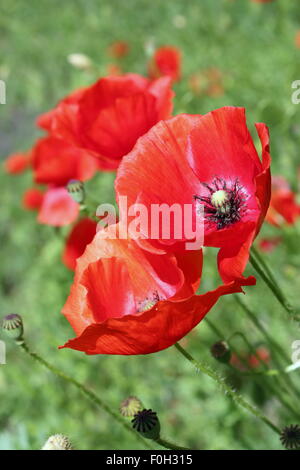 Nahaufnahme der schönen wilden Mohn wächst im Feld Stockfoto