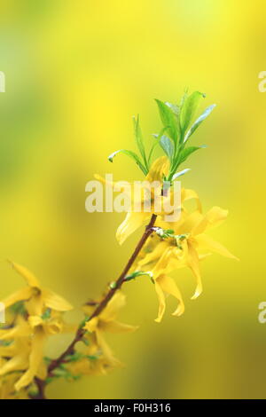 schöne gelbe Blüten der Forsythien auf kleinen Zweig über defokussierten Hintergrund Stockfoto