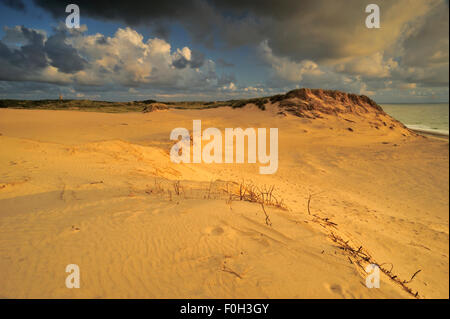 Driften Sanddüne, Lodbjerg Dune Plantage, Nationalpark Thy, Dänemark, Juli 2009 Stockfoto