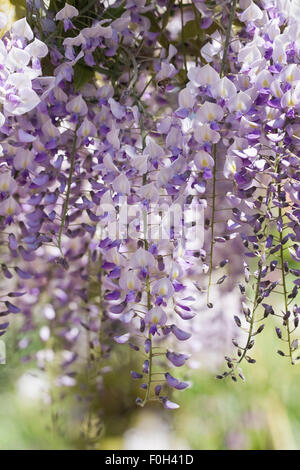 Wisteria Floribunda 'Domino' Blumen. Stockfoto