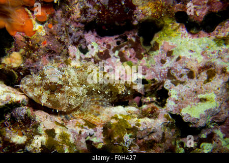 Zwerg Drachenkopf, Scorpaena notieren, auf Algen bedeckt Felsen im Mittelmeer, Malta. Stockfoto