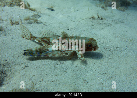 Fliegen, Knurrhahn, Dactylus Volitans, Foto von Malta, westliches Mittelmeer. Stockfoto