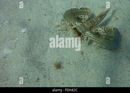 Fliegen, Knurrhahn, Dactylus Volitans, Foto von Malta, westliches Mittelmeer. Stockfoto