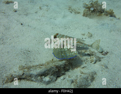 Fliegen, Knurrhahn, Dactylus Volitans, Foto von Malta, westliches Mittelmeer. Stockfoto