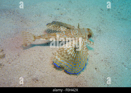 Fliegen, Knurrhahn, Dactylus Volitans, Foto von Malta, westliches Mittelmeer. Stockfoto