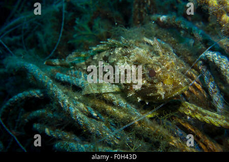 Zwerg Drachenkopf, Scorpaena notieren, auf Algen bedeckt Angelschnur im Mittelmeer, Malta. Stockfoto