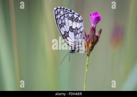 Marmorierte weißer Schmetterling auf Blume, Melanargia Galathea, Danube-Auen-Nationalpark, Niederösterreich, Wien, Österreich Stockfoto