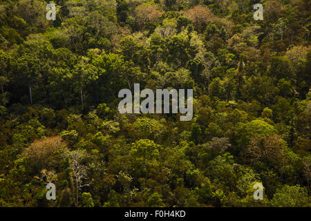 Sekundäre nachwachsen Wald in der Nähe von Iquitos, Amazonas, Peru Stockfoto