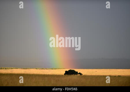 Masai Mara. 15. August 2015. Foto aufgenommen am 15. August 2015 zeigt einen Regenbogen im Masai Mara National Park in Kenia. © Sun Ruibo/Xinhua/Alamy Live-Nachrichten Stockfoto