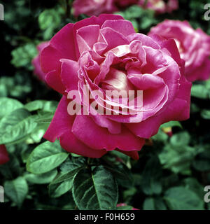 Edelrose; Baron de Rothschild, Stockfoto