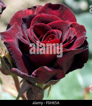 Edelrose; Black Baccara Stockfoto