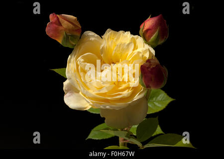 Englische Rose, David, Austin, Strauchrose, Stockfoto