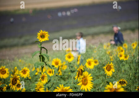 Ickleford, UK.  16. August 2015.  Sommersonne bringt Hunderte von Besuchern auf Cadwell Bauernhof nahe Ickleford in Hertfordshire.  Berühmt für seine Lavendelfelder, die Farm wächst auch ein weites Feld an attraktiven Sonnenblumen für Besucher zu genießen. Bildnachweis: Stephen Chung / Alamy Live News Stockfoto