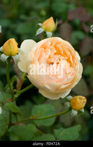 Jude obskuren; Englische Rose, Stockfoto