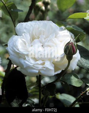 Englische Rose, Winchester Cathedral, Stockfoto