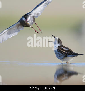 Fliegen Zwergseeschwalbe füttert eine Küken am See Stockfoto