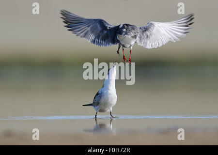 Fliegen Zwergseeschwalbe füttert eine Küken am See Stockfoto