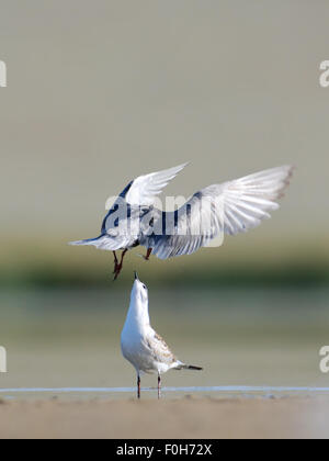 Fliegen Zwergseeschwalbe füttert eine Küken am See Stockfoto