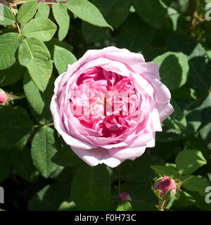 Historische Rose, Comte de Chambord, Stockfoto