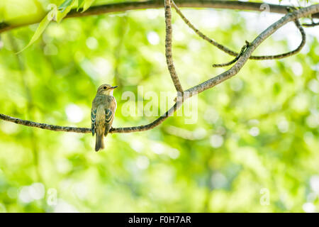 Ein Collared Flycatcher steht auf einem Weidenzweig im Wald in der Nähe von einem See in Kiew, Ukraine Stockfoto