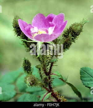 Rosa Centifolia Muscosa, Goethe, 1911, Stockfoto