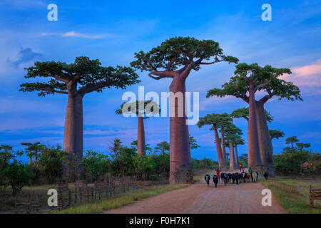 Vieh und Hirten gehen durch die Baobab-Allee in der Abenddämmerung, Morondava, Madagaskar. Stockfoto