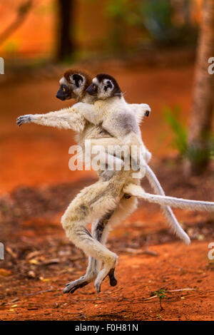 Ein springender Verreau Sifaka Mutter mit Baby, Berenty Reserve, Madagaskar. Stockfoto