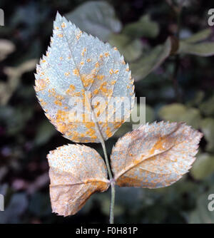 Rosenrost Phragmidium Mucronatum Rosenkrankheiten; Stockfoto