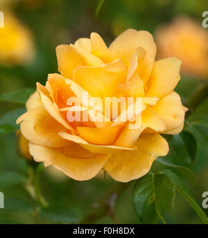 Strauchrose; Maigold, Stockfoto