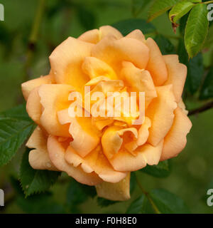 Strauchrose; Maigold, Stockfoto
