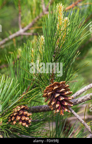 Pino laricio. Pinus nigra laricio. Schwarzkiefer. Vulkan Ätna. Sizilien, Italien, Europa. Stockfoto