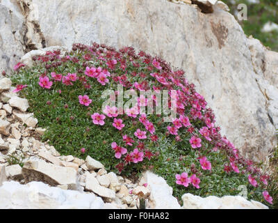 Potentilla nitida. Cinquefoglia delle Dolomiti. Alpenblumen in den Dolomiten. Stockfoto