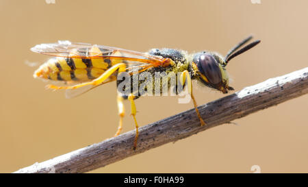 Eine beewolf - philanthus Triangulum - in Pollen bedeckt Stockfoto