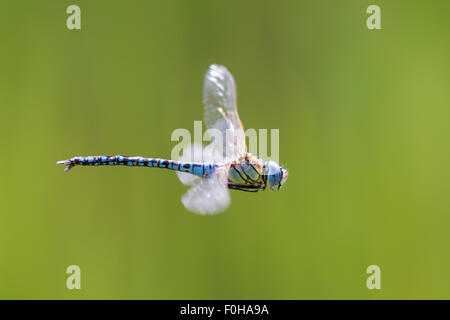 Ein männlicher südlichen Migranten hawker - Aeshna affinis - Libelle im Flug Stockfoto