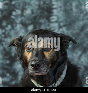 Schwarzer Hund sieht traurig in die Kamera Stockfoto