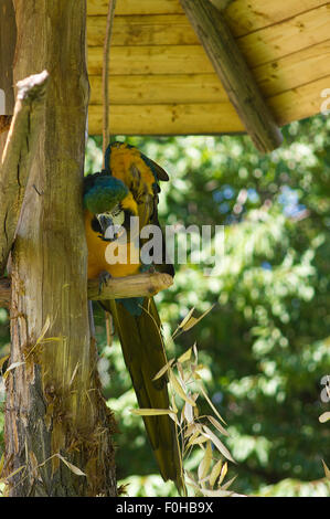 Farbigen Papagei Closeup, Papagei auf einem Baum, Papagei, Vogel, Wildlife Foto Stockfoto