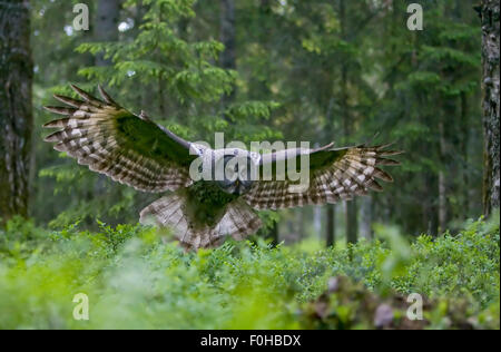 Weibliche Bartkauz (Strix Nebulosa) während des Fluges in borealen Wald, Finnland, Juni 2008 Stockfoto