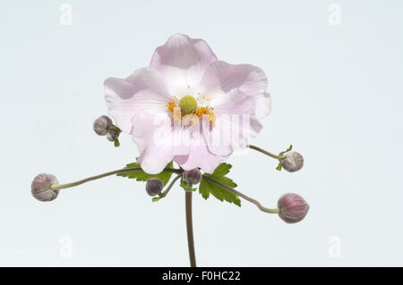 Herbstanemone Anemone, Festveranstaltung, Tomentosa, Stockfoto