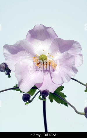 Herbstanemone Anemone, Festveranstaltung, Tomentosa, Stockfoto