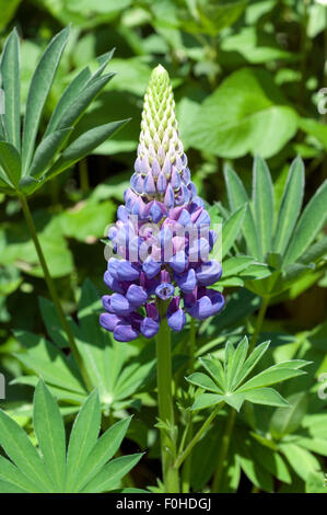 Lupine, Lupinus Angustifolius, Stockfoto