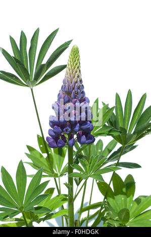 Lupine, Lupinus Angustifolius, Stockfoto