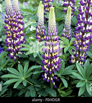 Lupine, Lupinus angustifolius Stockfoto