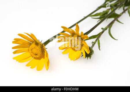 Ochsenauge, Buphthalmum, Salicifolium, Stockfoto