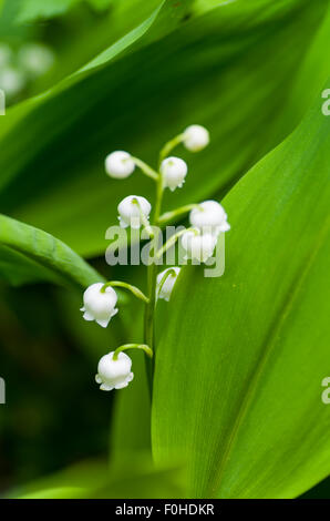 Lily Of The Valley in voller Blüte. Stockfoto