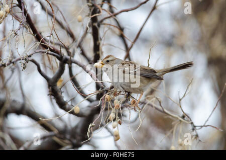 Unreifen weißen – gekrönten Sparrow, (Zonotrichia Leucophrys), Essen russischen Oliven, (Elaeagnus Angustifolia), in Bosque del Apache. Stockfoto