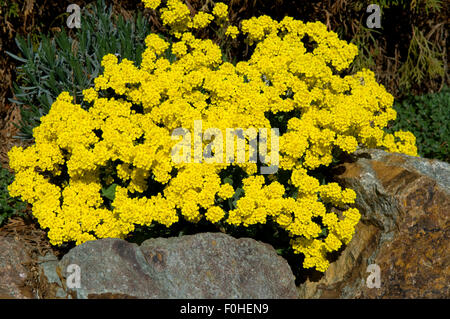 Steinkraut Alyssum Stockfoto